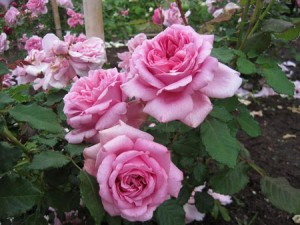 POMPADOUR (hybrid tea)